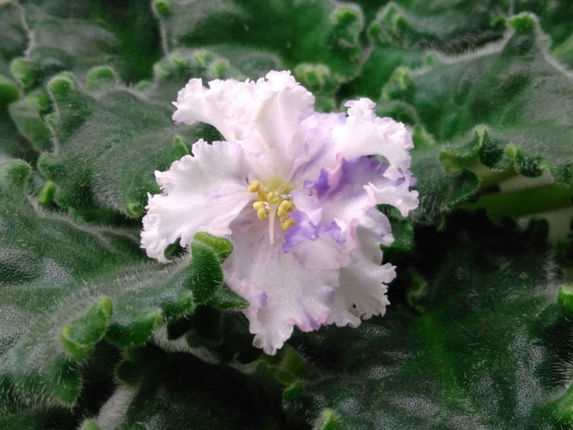 16.11.2017 - LE Natali