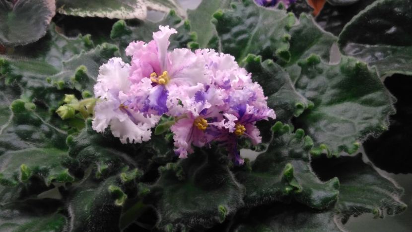 14.12.2017 - LE Natali