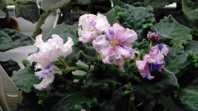 2.01.2018 - LE Natali