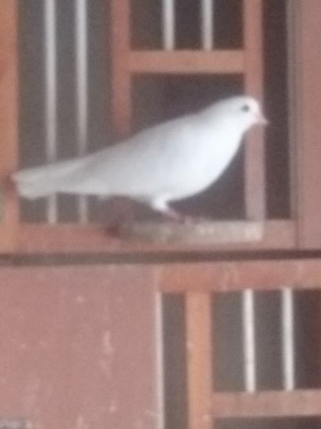 mascul Petre Ploscaru - ciungi ploiesti 2018