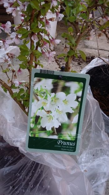  - noutati din Germania