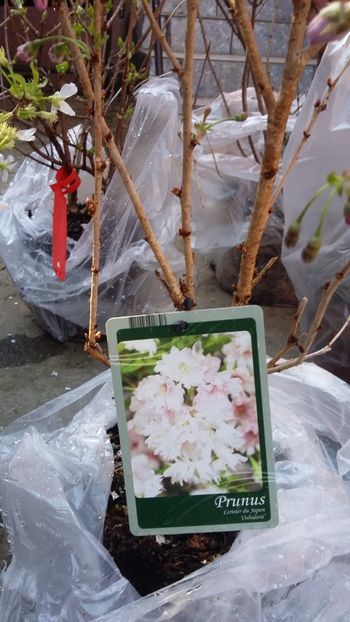  - noutati din Germania