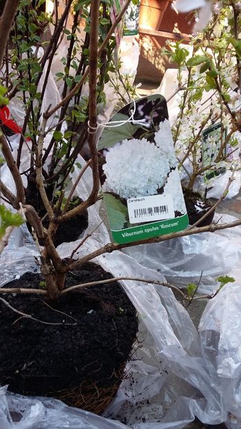  - noutati din Germania