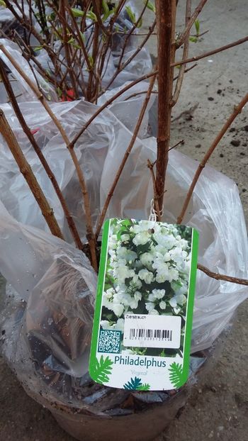  - noutati din Germania