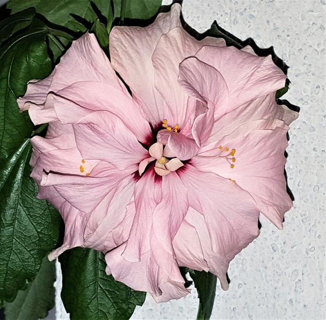  - Hibiscusi