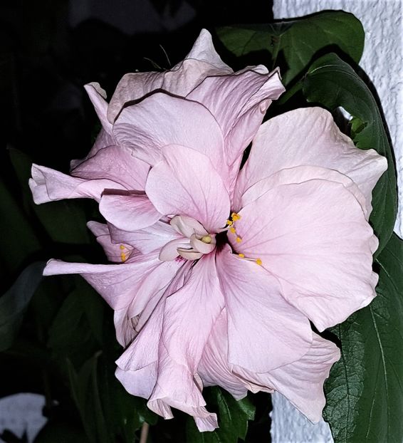  - Hibiscusi