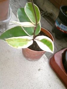 Crimson  Qeen - 003-1 Hoya