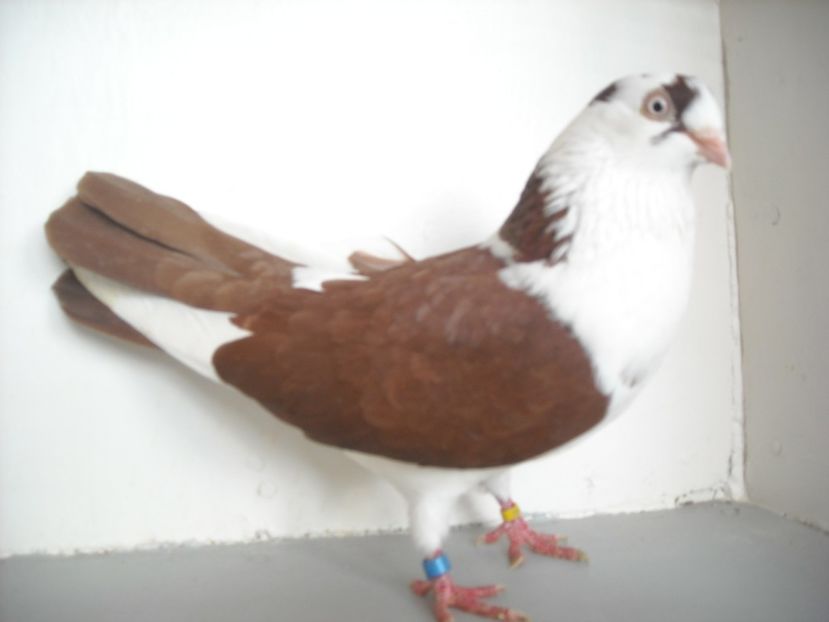  - jucatori de galati pe ros