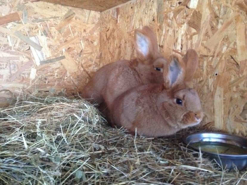 23 - 01 -2018 - A-IEPURI NEOZEELANDEZ ROSU