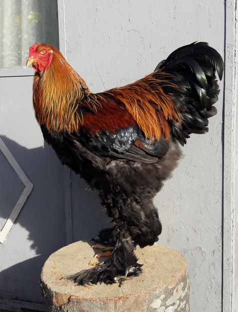  - B__Brahma Potarnichiu