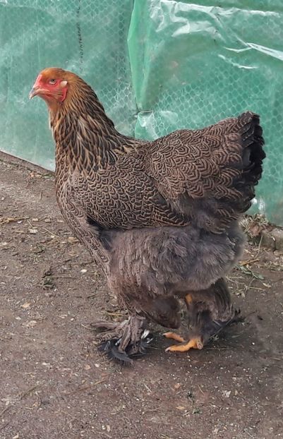  - B__Brahma Potarnichiu