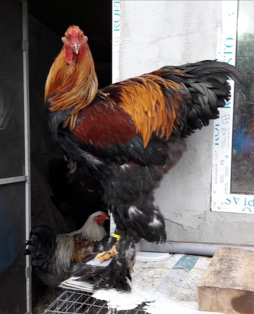  - B__Brahma Potarnichiu