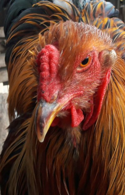  - B__Brahma Potarnichiu