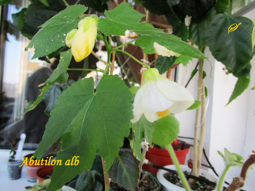 Abutilon alb(23-01-2018) - Abutiloni 2018