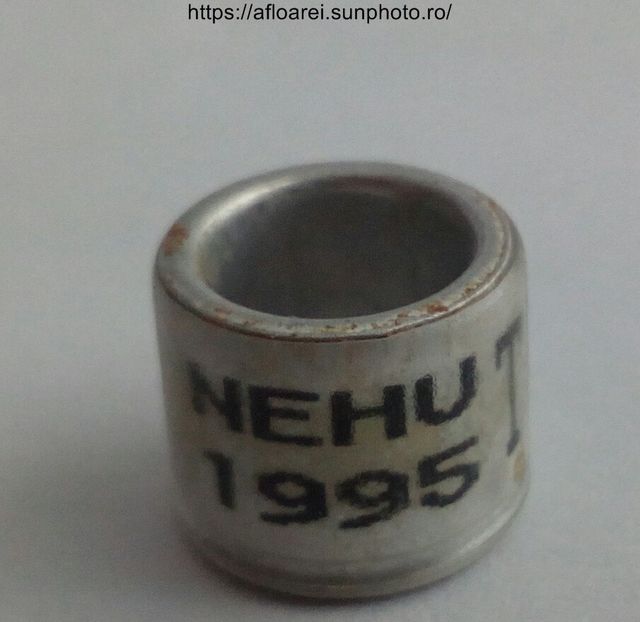 NEHU 1995 TN - NEHU North East Homing Union