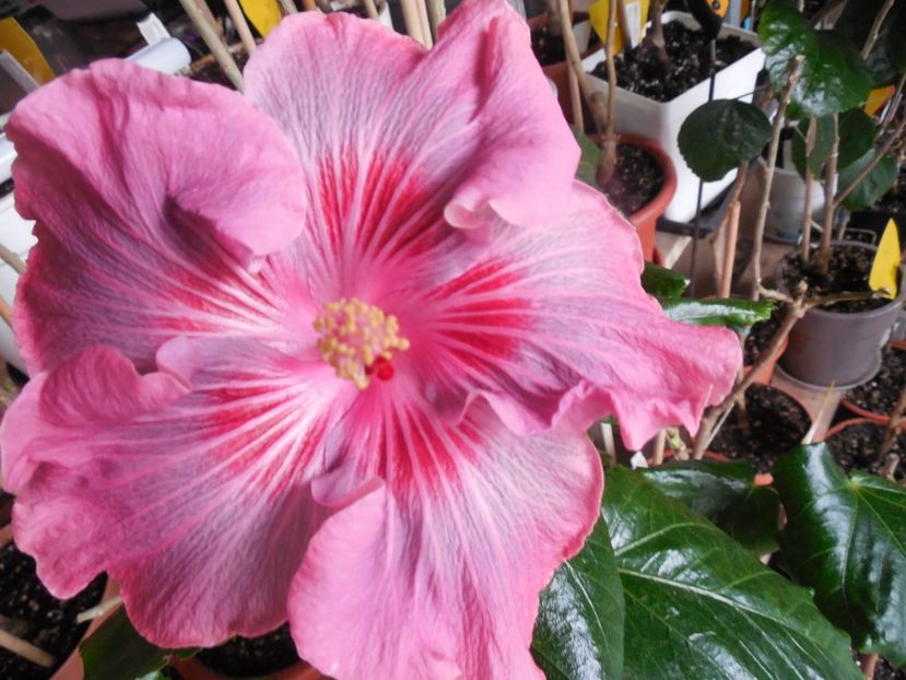  - Tahitian Raspberry Star