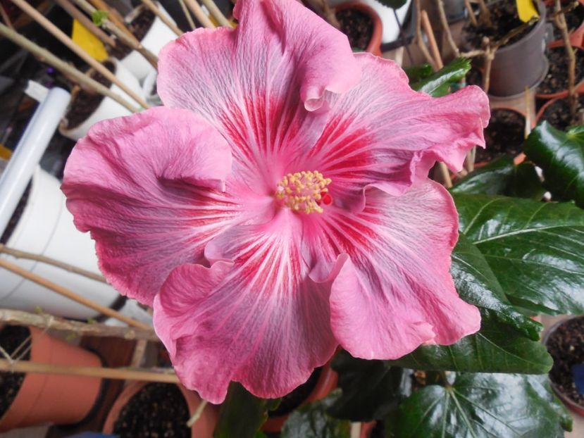  - Tahitian Raspberry Star