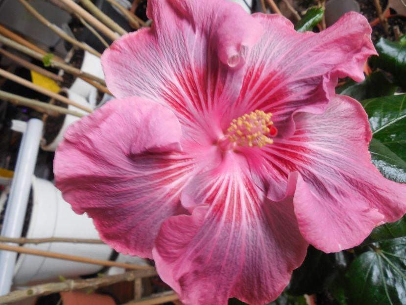  - Tahitian Raspberry Star