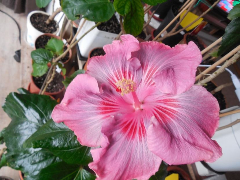  - Tahitian Raspberry Star