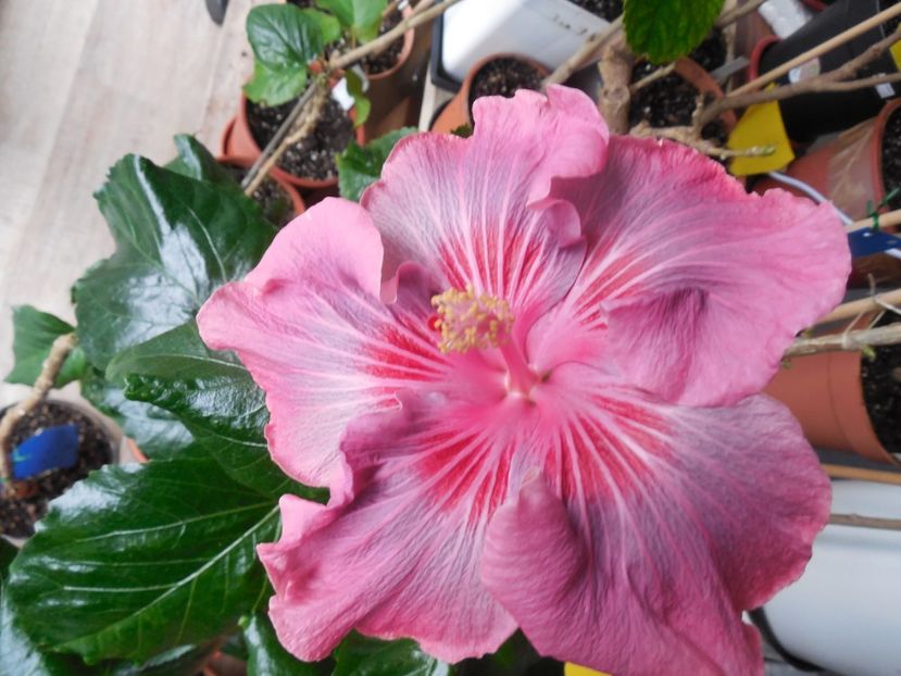  - Tahitian Raspberry Star