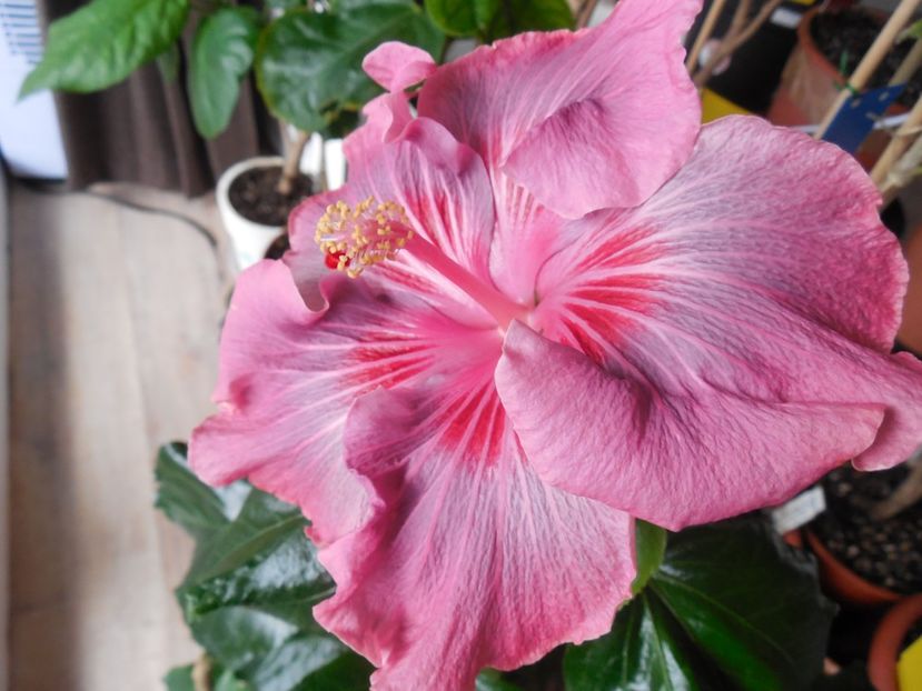  - Tahitian Raspberry Star