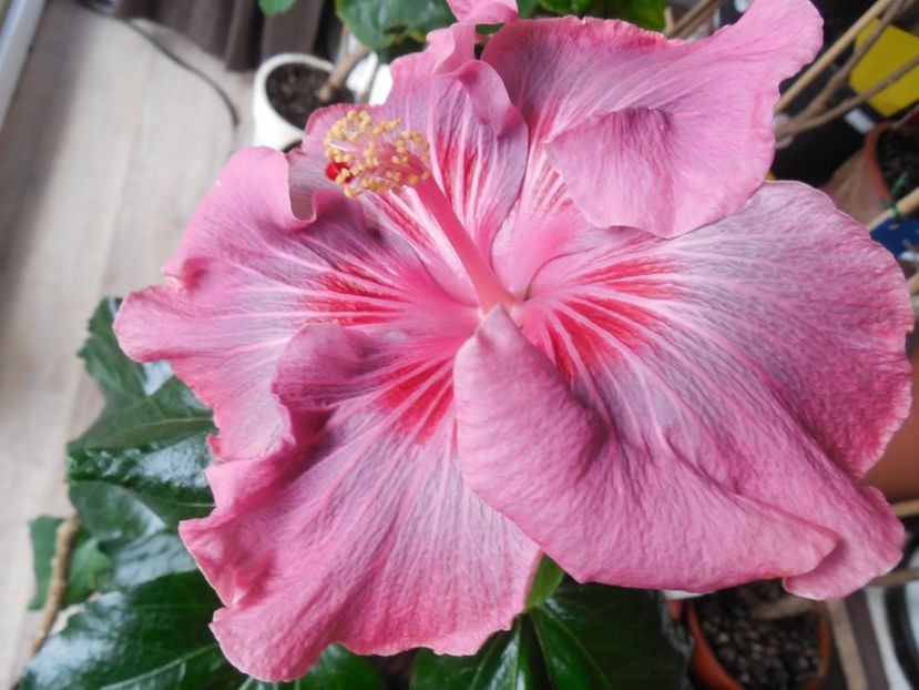  - Tahitian Raspberry Star