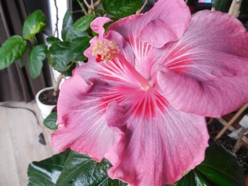  - Tahitian Raspberry Star