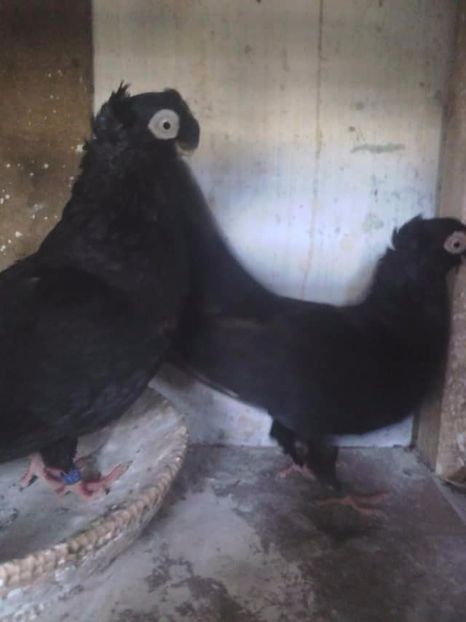  - Dublu moțați de calarasi