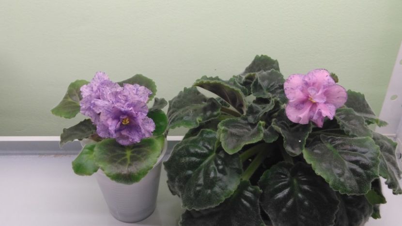 comparatie puisor si planta mama - LE Pisanka