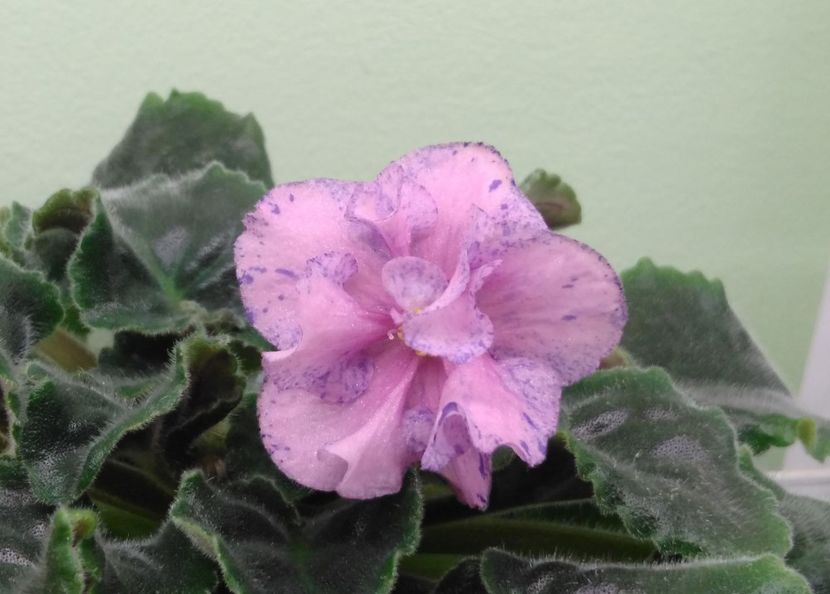 Floare roz - inflorire de iarna - LE Pisanka