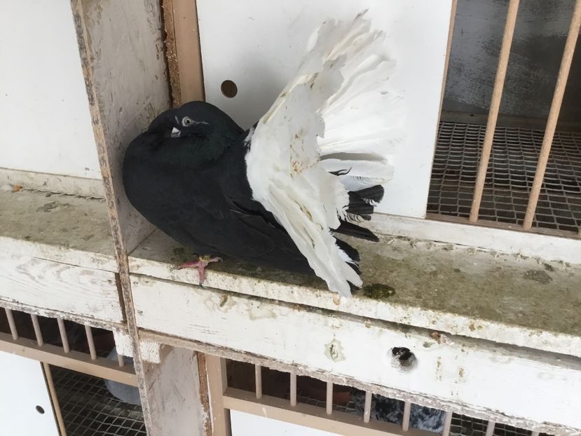 8818E1F9-2FD4-470D-B94D-30E6407E7F86 - Voltati Negri cu coada Alba 2019