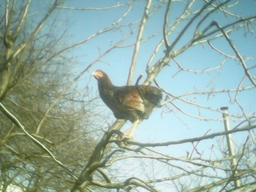 IMG00023 - 2 - Wiandotte