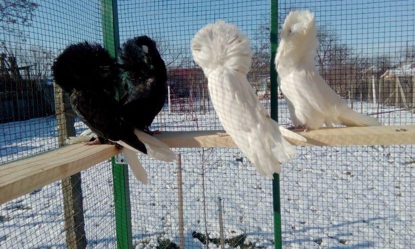  - GULERATI MARIA STUART