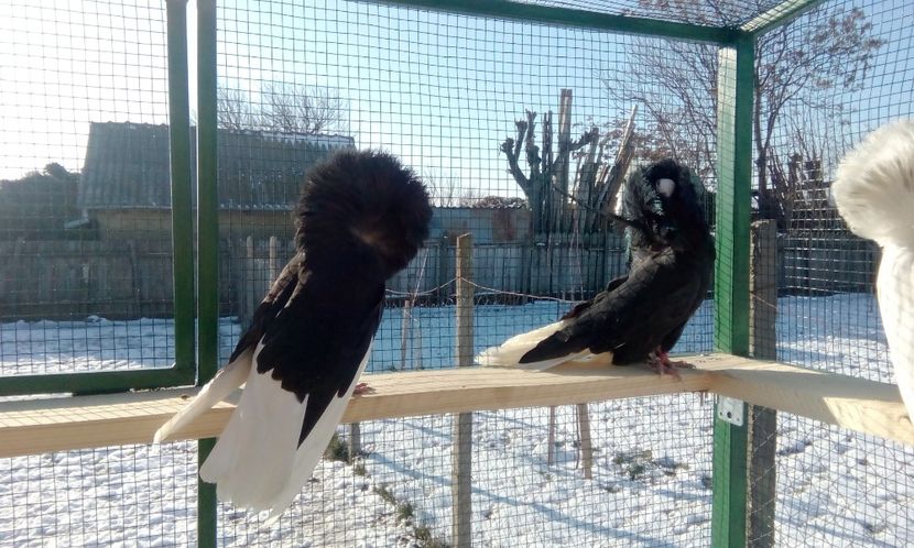  - GULERATI MARIA STUART