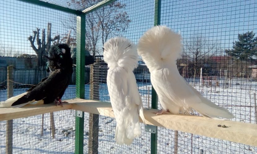  - GULERATI MARIA STUART