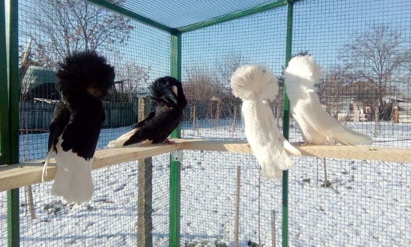  - GULERATI MARIA STUART