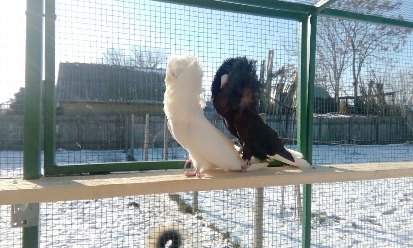  - GULERATI MARIA STUART