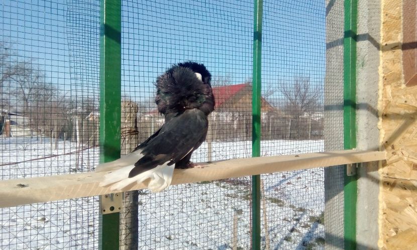  - GULERATI MARIA STUART