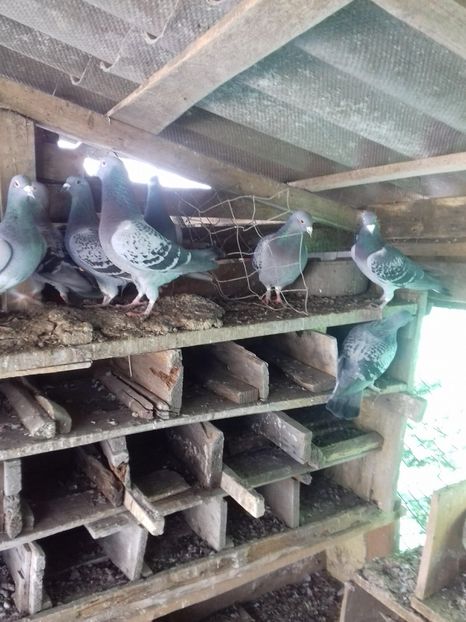 27145259_1505691432880568_1630482275_o - Am revenit!