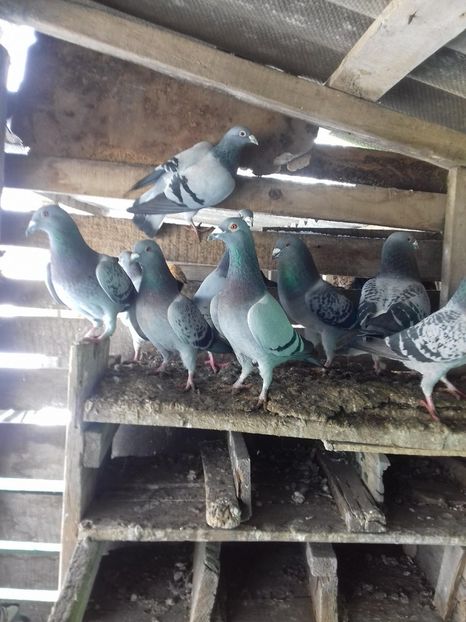 27265634_1505691082880603_717225484_o - Am revenit!