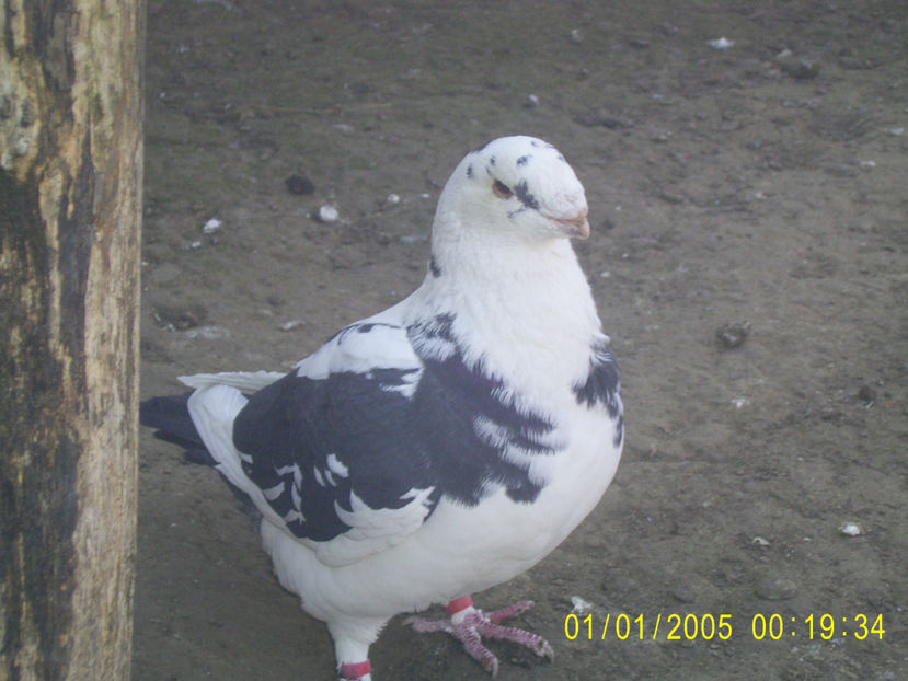  - masculi matca - 2018