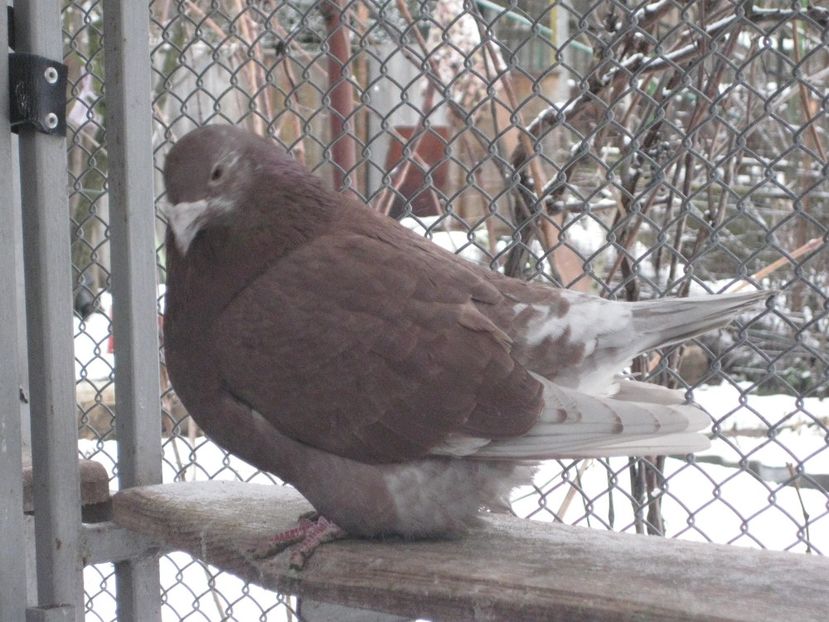  - VOIAJOR STANDARD FEMELE PENTRU 2018