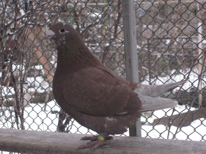 2017 - VOIAJOR STANDARD FEMELE PENTRU 2018