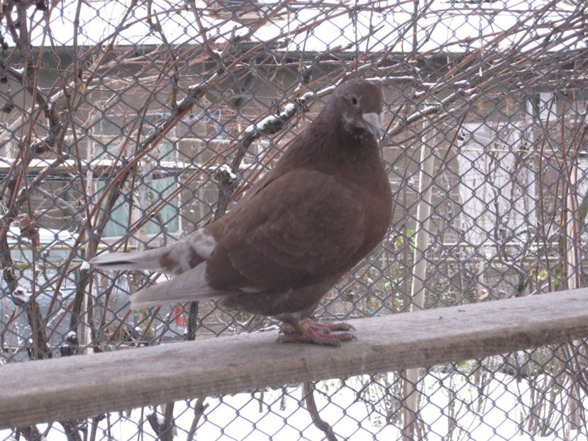  - VOIAJOR STANDARD FEMELE PENTRU 2018