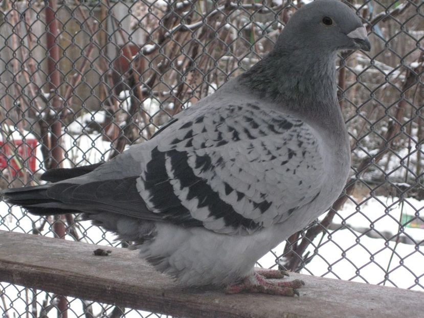 2017 - VOIAJOR STANDARD FEMELE PENTRU 2018