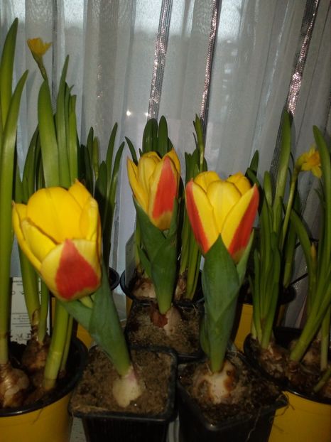 A doua zi au şi înflorit! - Lalele