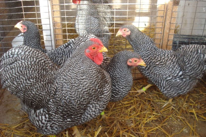  - WYANDOTTE BARAT PITIC 2017 - 2018 ARHIVA