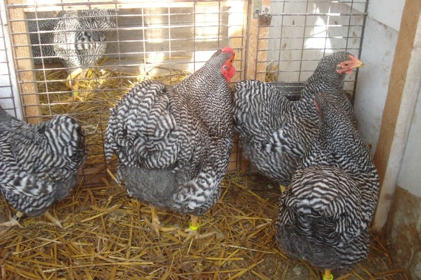  - WYANDOTTE BARAT PITIC 2017 - 2018 ARHIVA