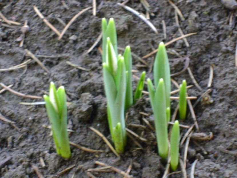 Ghiocei - v Iarna 2016-2017-2018