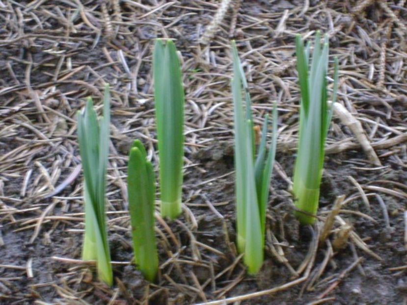 Narcise - v Iarna 2016-2017-2018